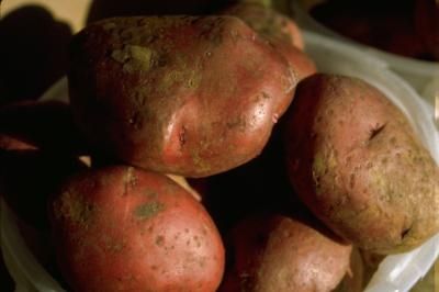 Crock Pot Broasted New Red Potatoes